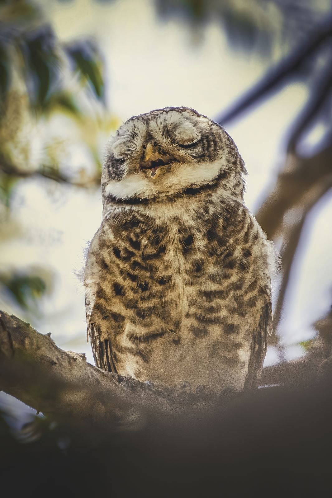 Spotted owlet (8)